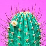 Image of a cactus on a violet background - Website Development