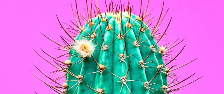 Image of a cactus on a violet background - Website Development